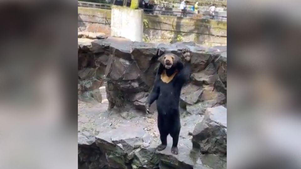 El mamífero del zoológico de Hangzhou se viralizó por su extraño actuar frente a una multitud.