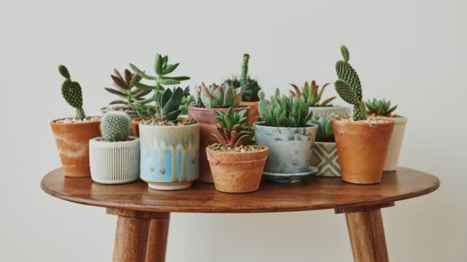 Con estas ideas tu casa estará llena de plantas.