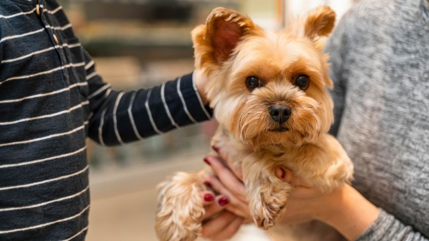 ¿Quieres adoptar a un perrito? Existen 3 ventajas para tu salud mental si tienes uno