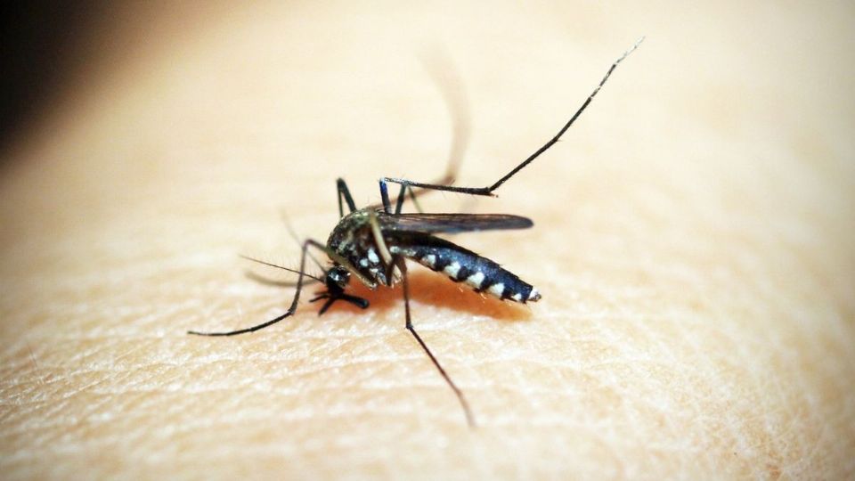 Algunos de los estados que han tenido una mayor incidencia de dengue son Veracruz, Chiapas, Guerrero, Oaxaca y Sinaloa.