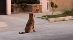 VIDEO: perrito conmueve las redes al mirar fijamente el atardecer en Yucatán