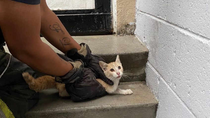 Rescatan a gatito atrapado en una barda