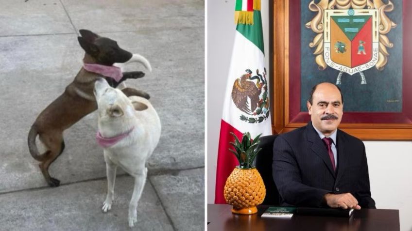 Alcalde de Michoacán explica por qué le disparó a dos perritos: piden justicia para "Buba" y Canela"