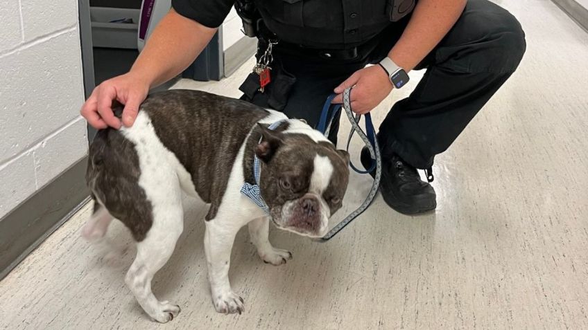 Un hombre abandonó a su perrito porque no podían viajar juntos en el avión, lo encontraron en una carriola