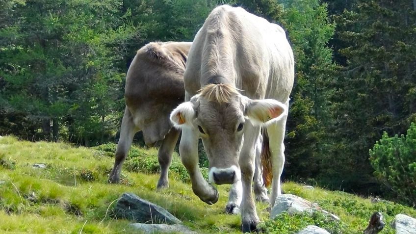 Sader eleva alerta sanitaria por presencia gusano barrenador