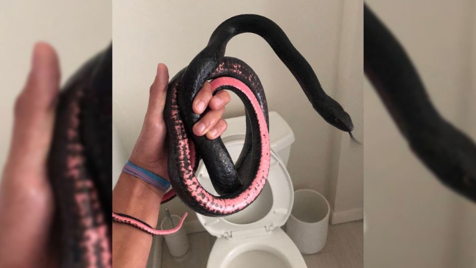 ¡Mucho cuidado! Estas extrañas criaturas se arrastran en los tubos del baño.