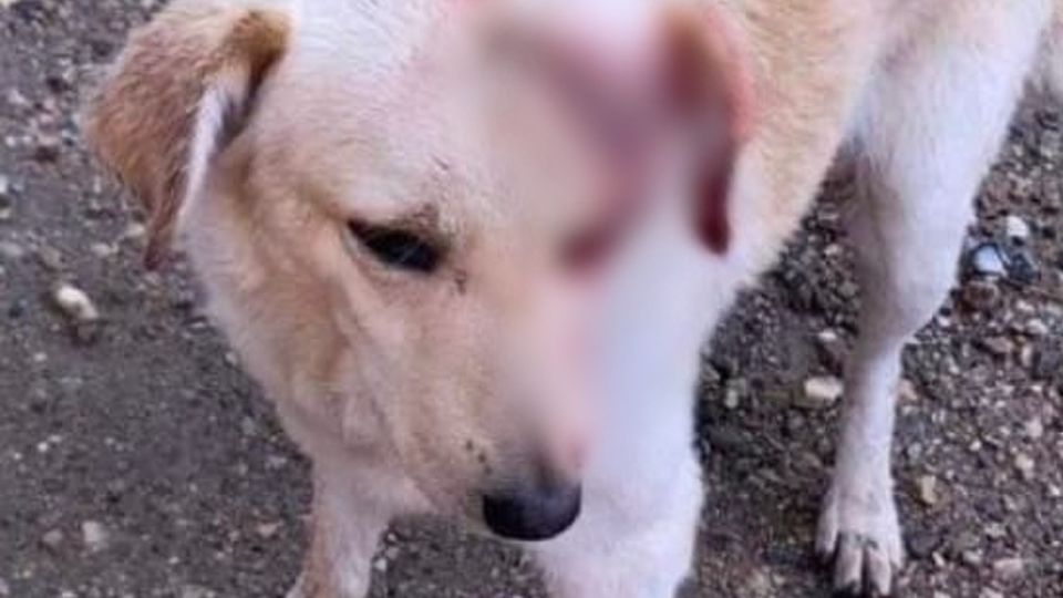 En redes exigen justicia por el perrito.