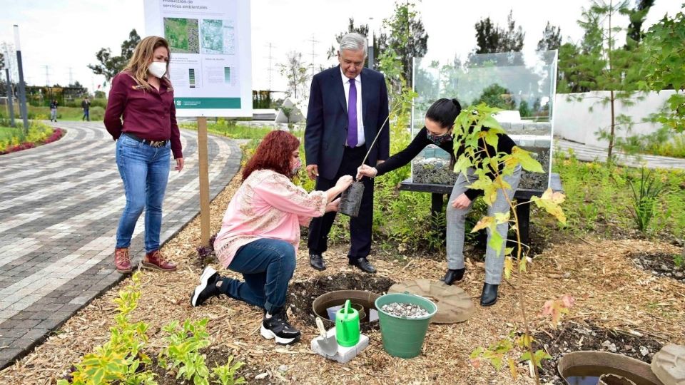 En la primera etapa de rehabilitación, AMLO se presentó junto a Claudia Sheinbaum y Clara Brugada para sembrar un árbol.