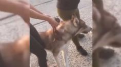 VIDEO | Mujer incita a su perro a atacar a otro can hasta la muerte