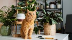 5 plantas que no son tóxicas para tu mascota y se verán hermosas en tu hogar