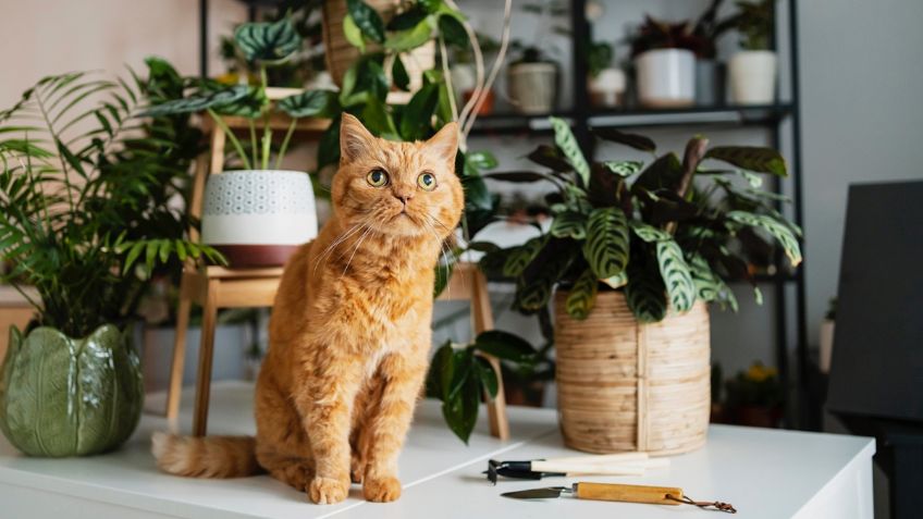 5 plantas que no son tóxicas para tu mascota y se verán hermosas en tu hogar