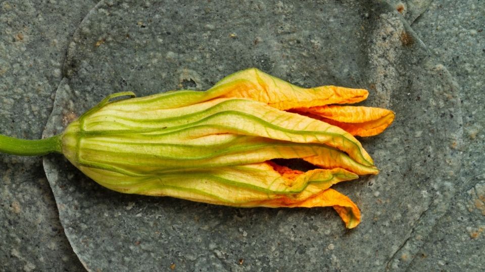 También se le conoce como flor de ahuyama, ayote, calabaza, pipián, zapallo.