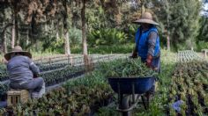 Viveros CDMX aumentó producción de plantas de 500 a 10.6 millones desde 2019