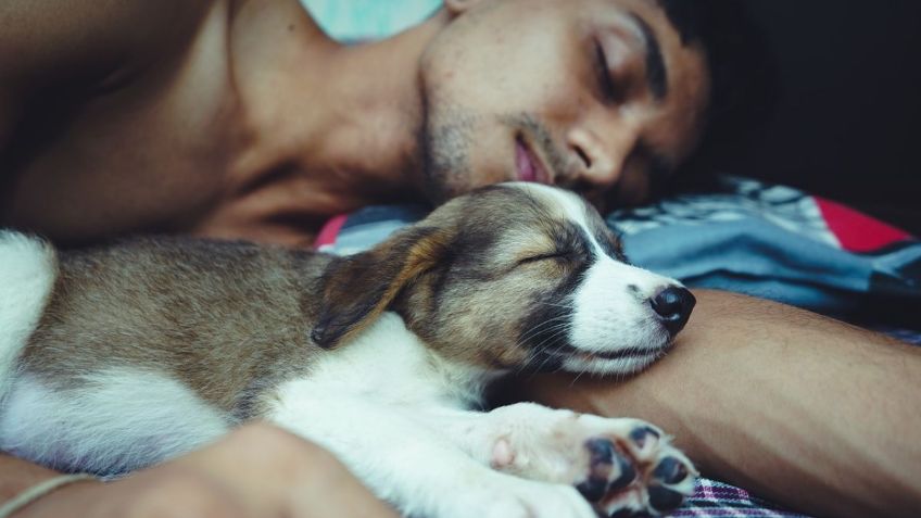 Esta es la poderosa razón por la que no debes dormir con tu mascota