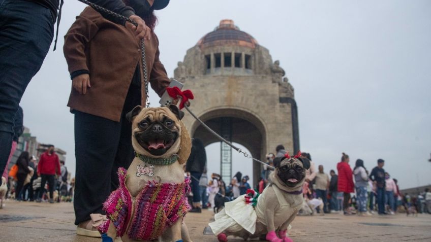 Así es como podrás ponerle tu apellido a tu mascota en el Registro Civil de la CDMX