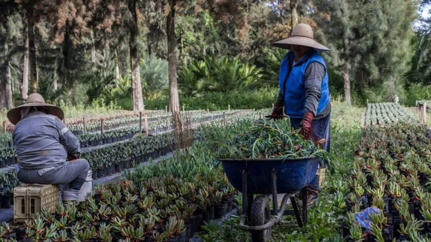 Viveros CDMX aumentó producción de plantas de 500 a 10.6 millones desde 2019