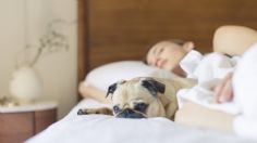 ¿Por qué a los perros les gusta dormir con sus dueños? estas 3 razones te sorprenderán