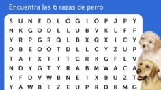 Sopa de letras: encuentra 5 razas de perro en solo 3 minutos, ¿puedes hacerlo?