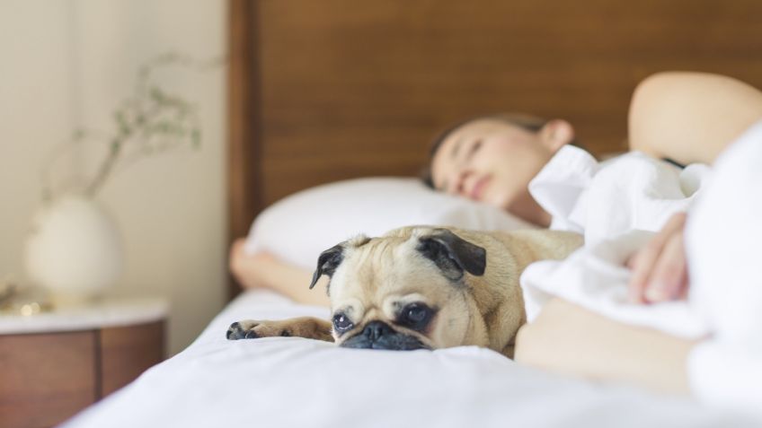 ¿Por qué a los perros les gusta dormir con sus dueños? estas 3 razones te sorprenderán