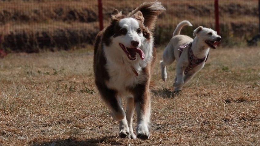 5 parques en la CDMX para pasear a tu perrito y pasar un fin de semana en familia