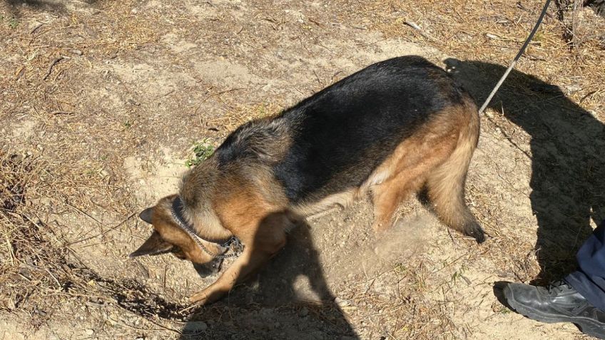 Frika olfatea el olor a muerto en fosas de Tamaulipas: así consigue sus hallazgos