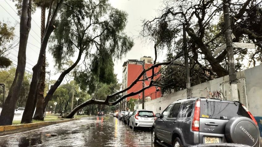 Coyoacán atiende emergencia por lluvias con ráfagas de viento atípicas