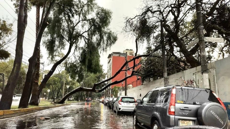 Al momento se han contabilizado 23 árboles caídos