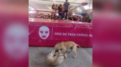 VIDEO | Perritos "se dan con todo" y opacan espectáculo de lucha libre en CDMX: "Firulais vs Solovina"