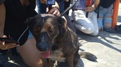 Náufrago australiano y su perrita recibirán reconocimiento honorífico en Colima