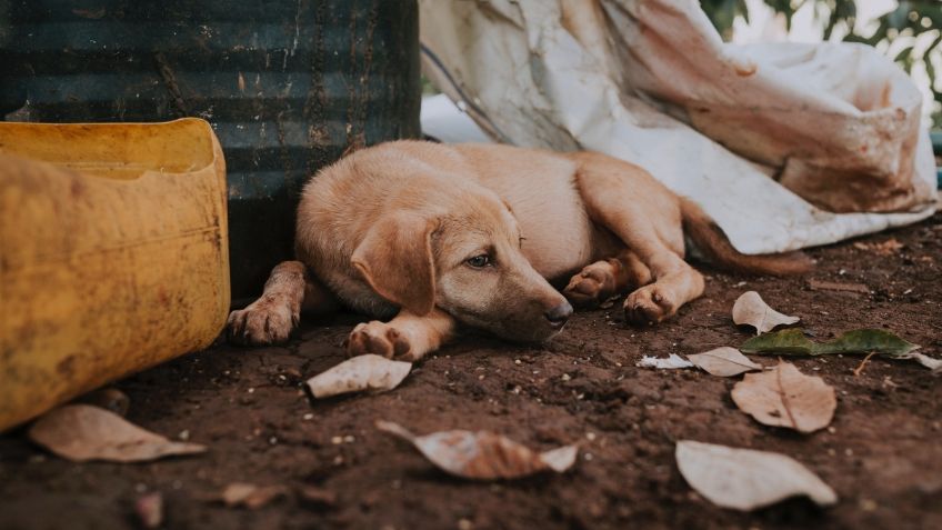 Veracruz: encuentran al menos seis perros muertos en tiradero clandestino