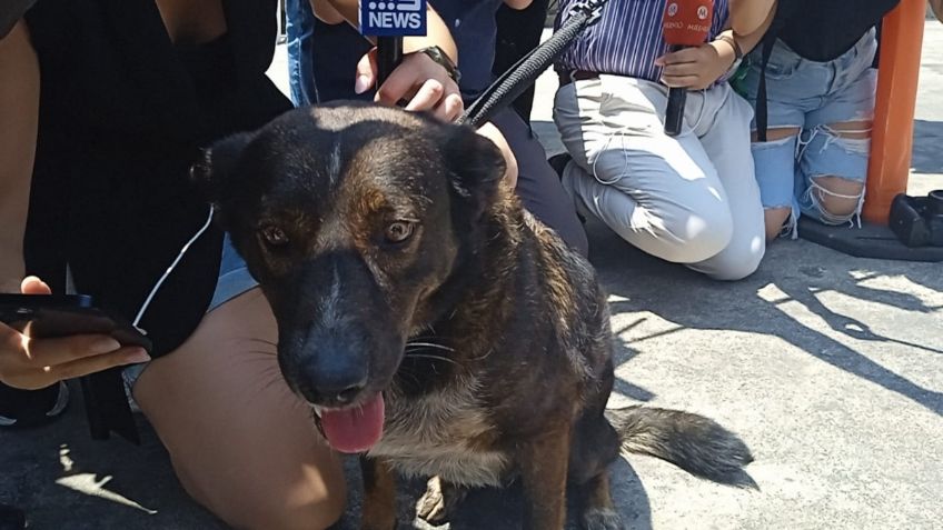 Náufrago australiano y su perrita recibirán reconocimiento honorífico en Colima