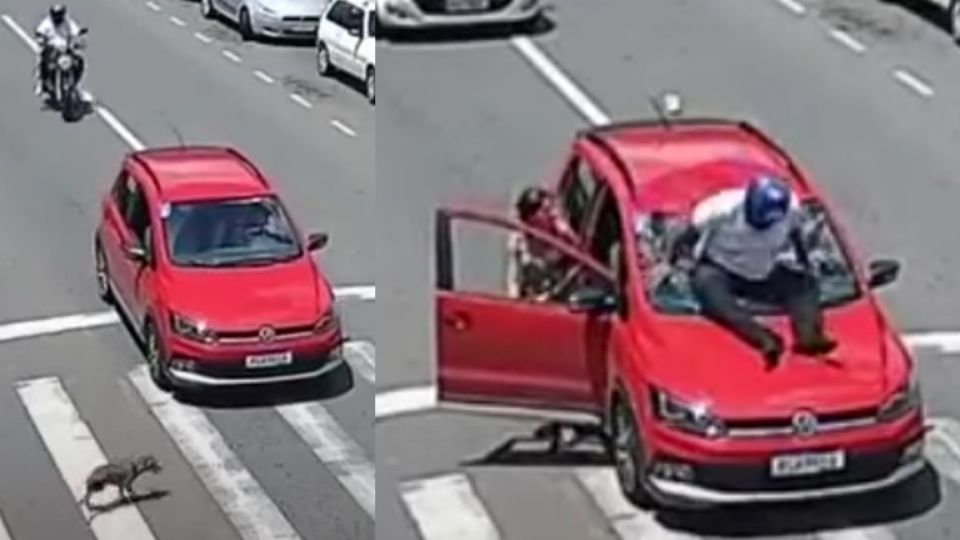 El perrito salió corriendo tras el accidente.