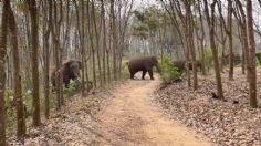 VIDEO: elefante encuentra dos kilos de opio en una mochila y alerta a la policía