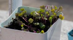 Mantén la respiración antes de conocer por qué cada vez más gente coloca restos de café en las plantas