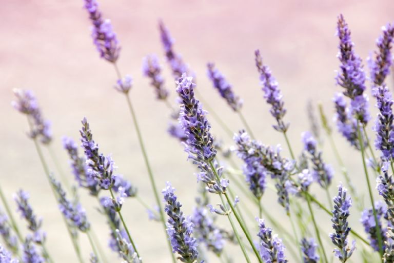 flores de lavanda para ahuyentar polillas