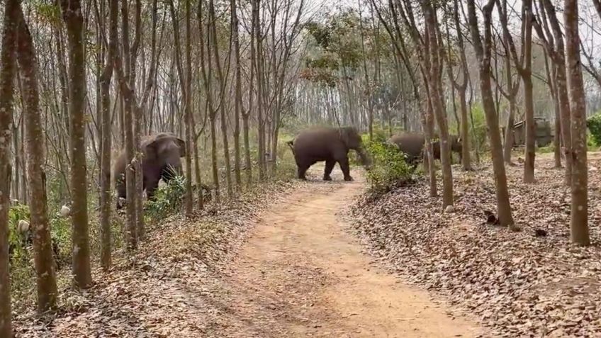 VIDEO: elefante encuentra dos kilos de opio en una mochila y alerta a la policía