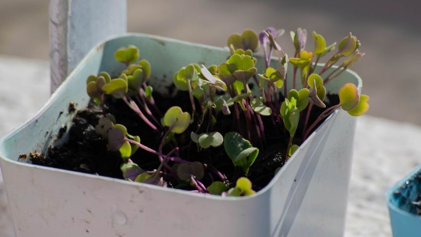 Mantén la respiración antes de conocer por qué cada vez más gente coloca restos de café en las plantas