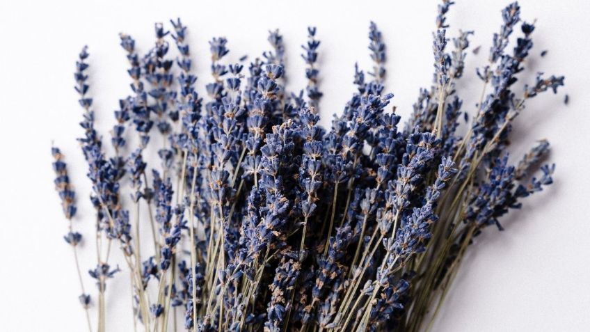 Respira profundo antes de conocer por qué cada vez más personas colocan bolsitas de lavanda en el armario