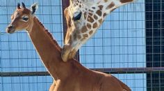 Una extraña jirafa bebé nace sin sus manchas características, dice zoológico de Tennessee