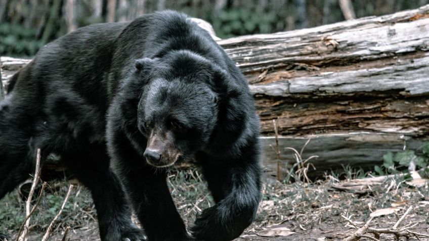 Oso ataca a un niño de 7 años que descansaba en el patio de su casa