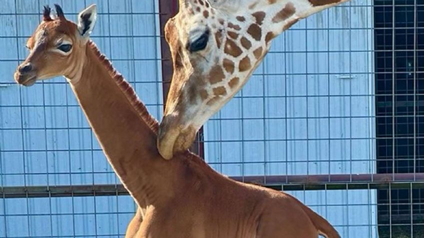 Una extraña jirafa bebé nace sin sus manchas características, dice zoológico de Tennessee