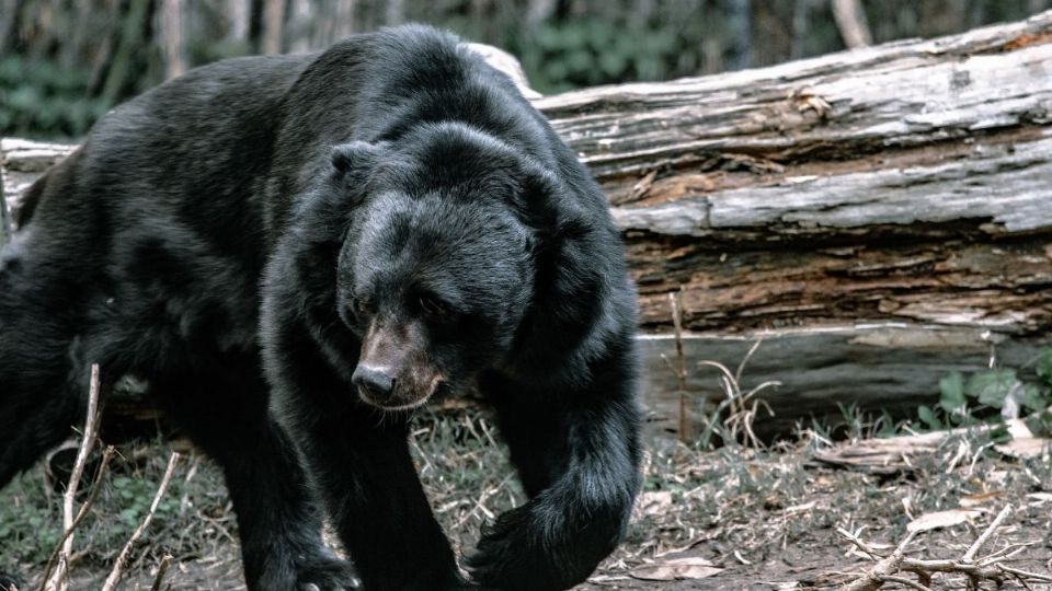 Debido a que el animal representaba un riesgo para la comunidad, tuvo que ser sacrificado en el lugar.