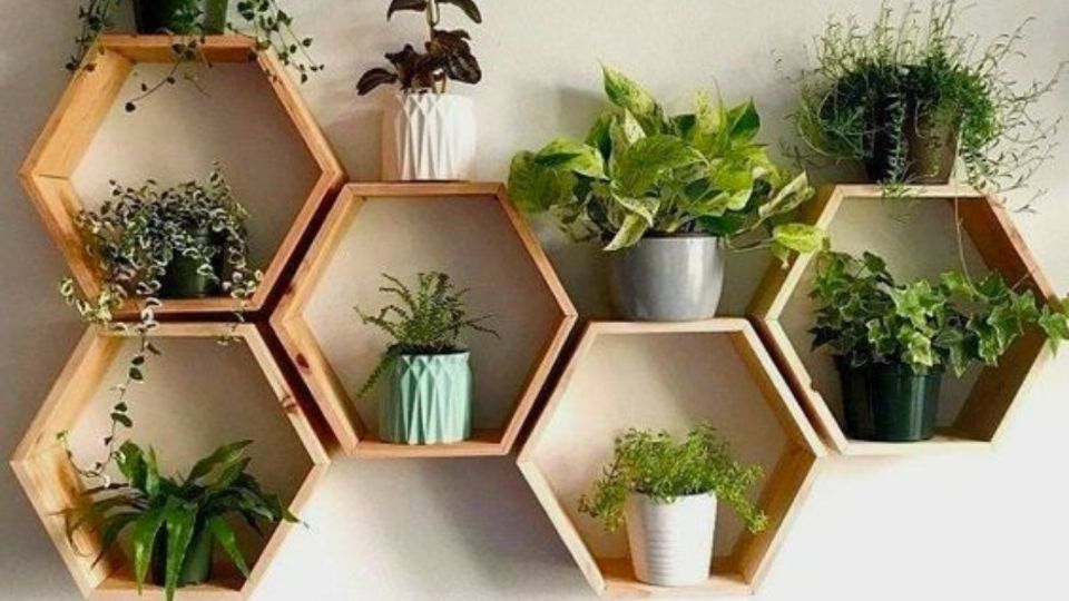 Descubre cuál es la planta que todos deberían incluir en la decoración de su cuarto