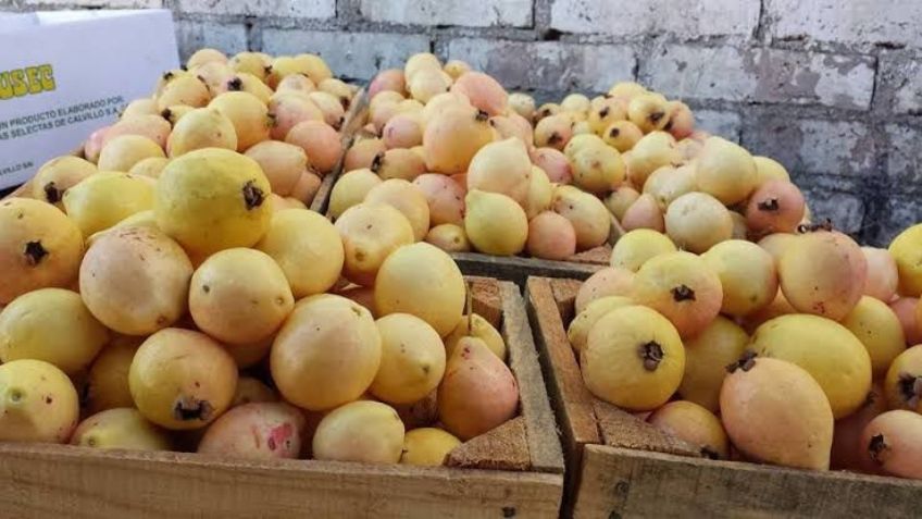 La falta de lluvias amenaza el cultivo de guayabas en Calvillo