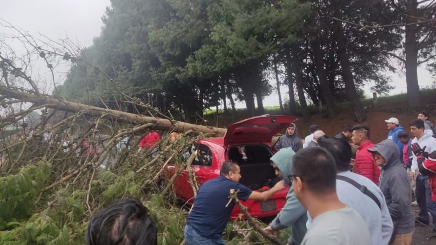 Cae un árbol sobre los autos en la México-Cuernavaca y provoca caos vial