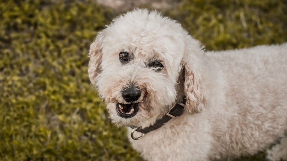 El animal era mascota de una mujer que estaba relacionada con el criminal.