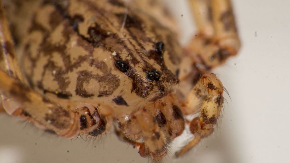 También es conocida como araña de patas largas o escupidora.