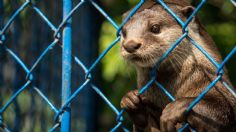 "Es que tenía hambre", viralizan robo millonario de pescado hecho por una nutria: VIDEO