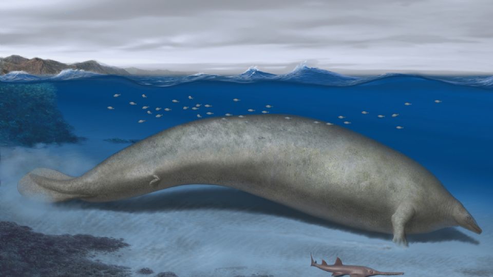 El Perucetus Colossus pesaría tanto como una ballena azul.