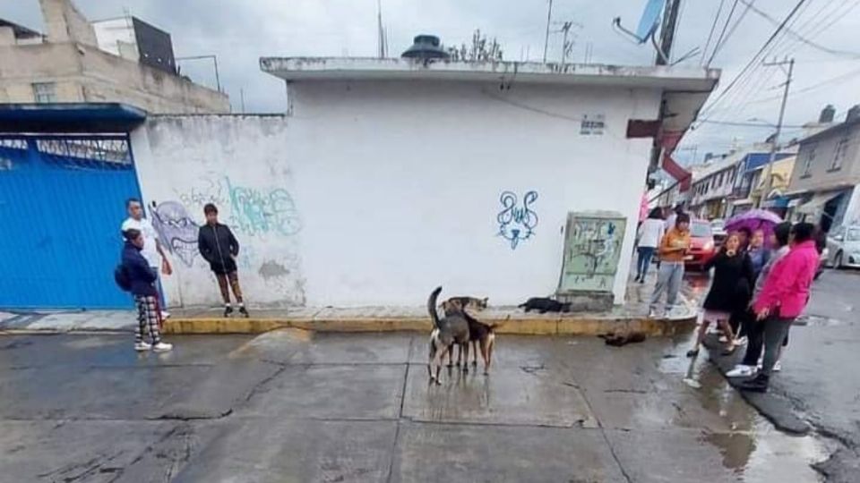 Los vecinos fueron alertados por los lamentos de los animalitos.